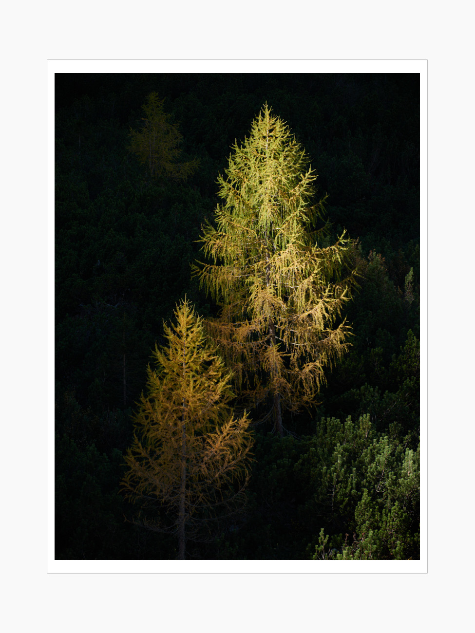 Max Schiefele Selects  DSF1457