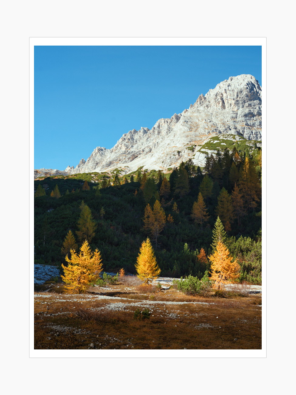 Max Schiefele Selects  DSF1470